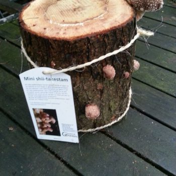 Multi mini shiitakestammen (1 zomer en 1 winter mini shiitakestam)