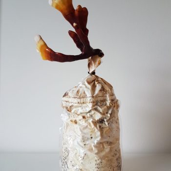 Reishi kweekpakket