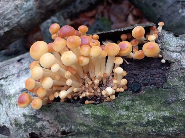 Fluweelpootjestam - Afbeelding 2