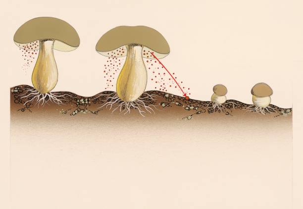 paddenstoel, schimmel en mycelium